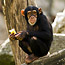 Animals2_thumb